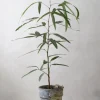 PLANT Kærlighedstræ (Trefod) Best