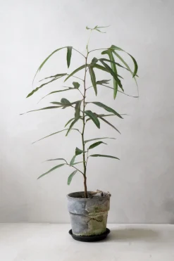 PLANT Kærlighedstræ (Trefod) Best