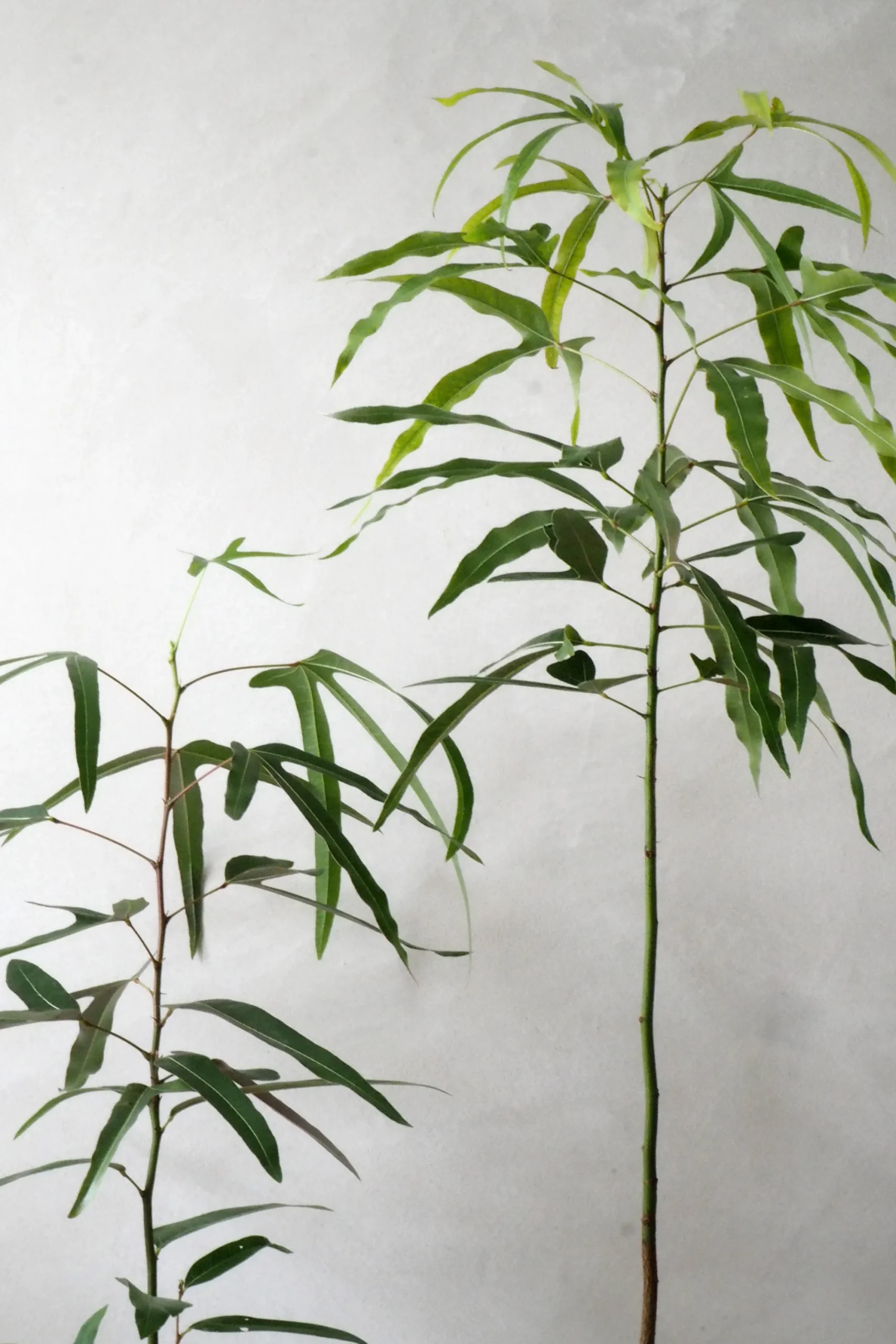 PLANT Kærlighedstræ (Trefod) Best