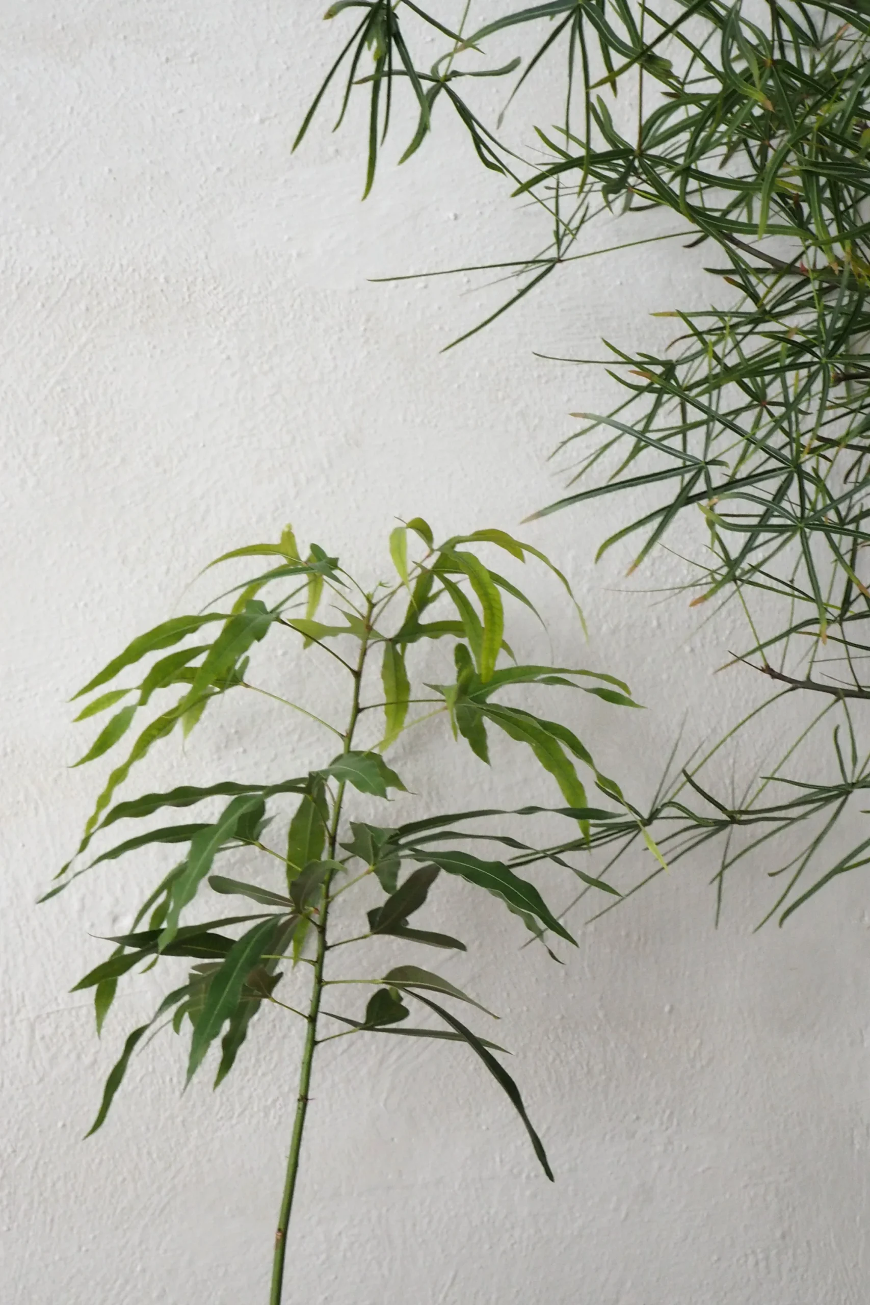 PLANT Kærlighedstræ (Trefod) Best