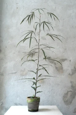 PLANT Kærlighedstræ (Trefod) medium Discount