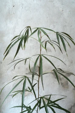 PLANT Kærlighedstræ (Trefod) medium Discount