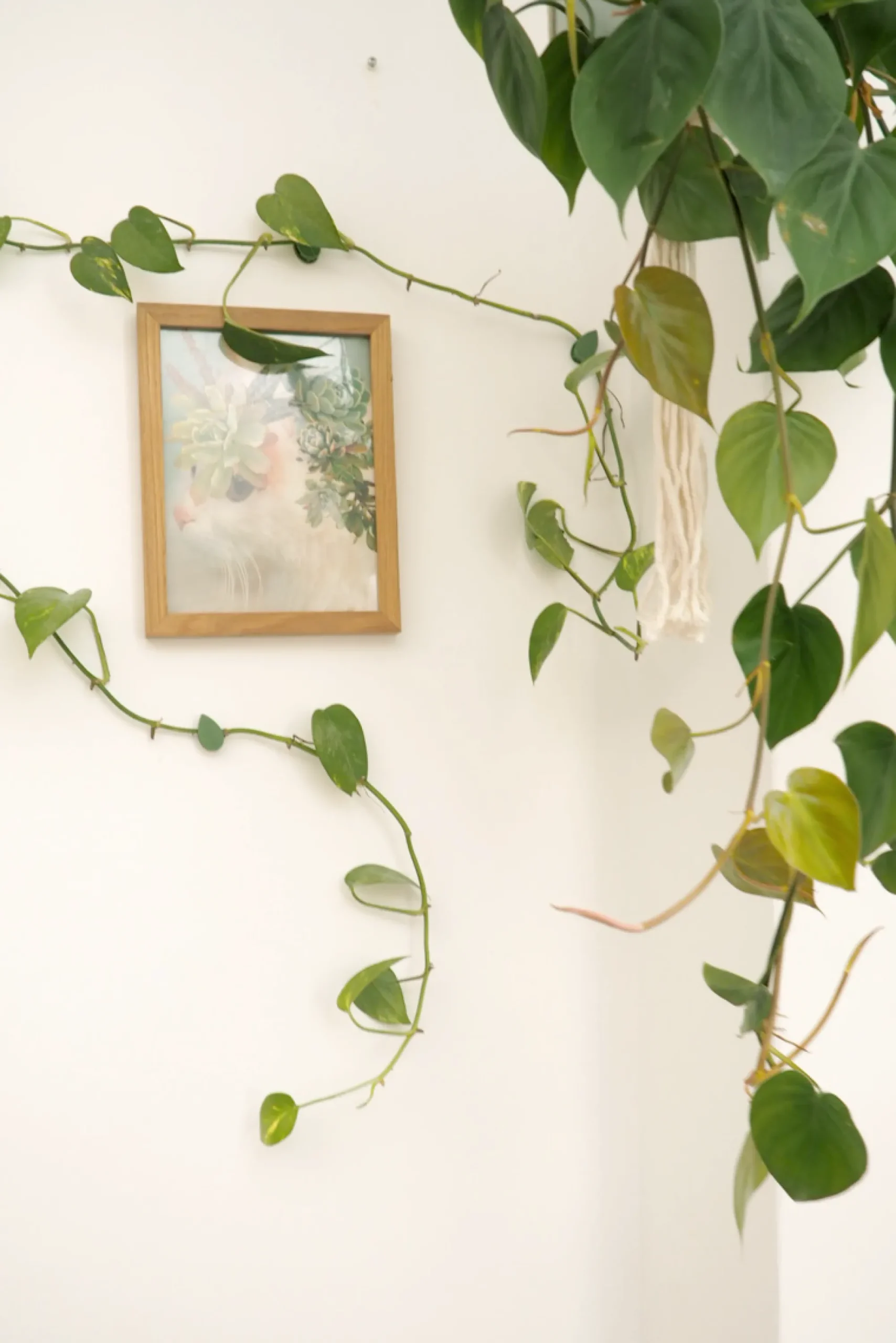 PLANT Leafy Clips Outlet