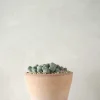 PLANT Levende Sten - lesliei Best