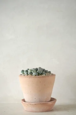 PLANT Levende Sten - lesliei Best