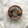 PLANT Levende sten - Lithops Outlet