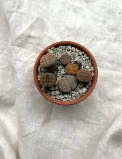 PLANT Levende sten - Lithops Outlet