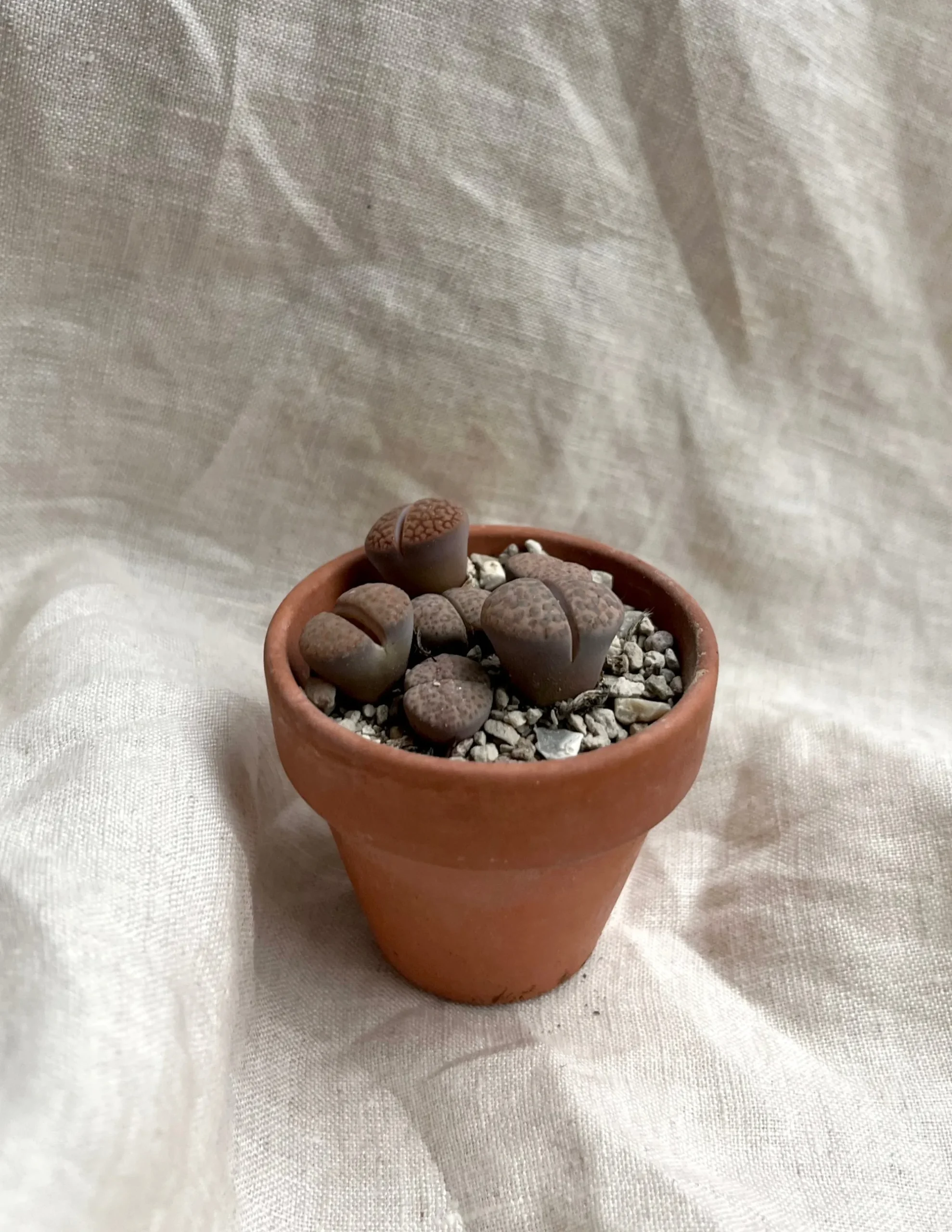 PLANT Levende sten - Lithops Outlet