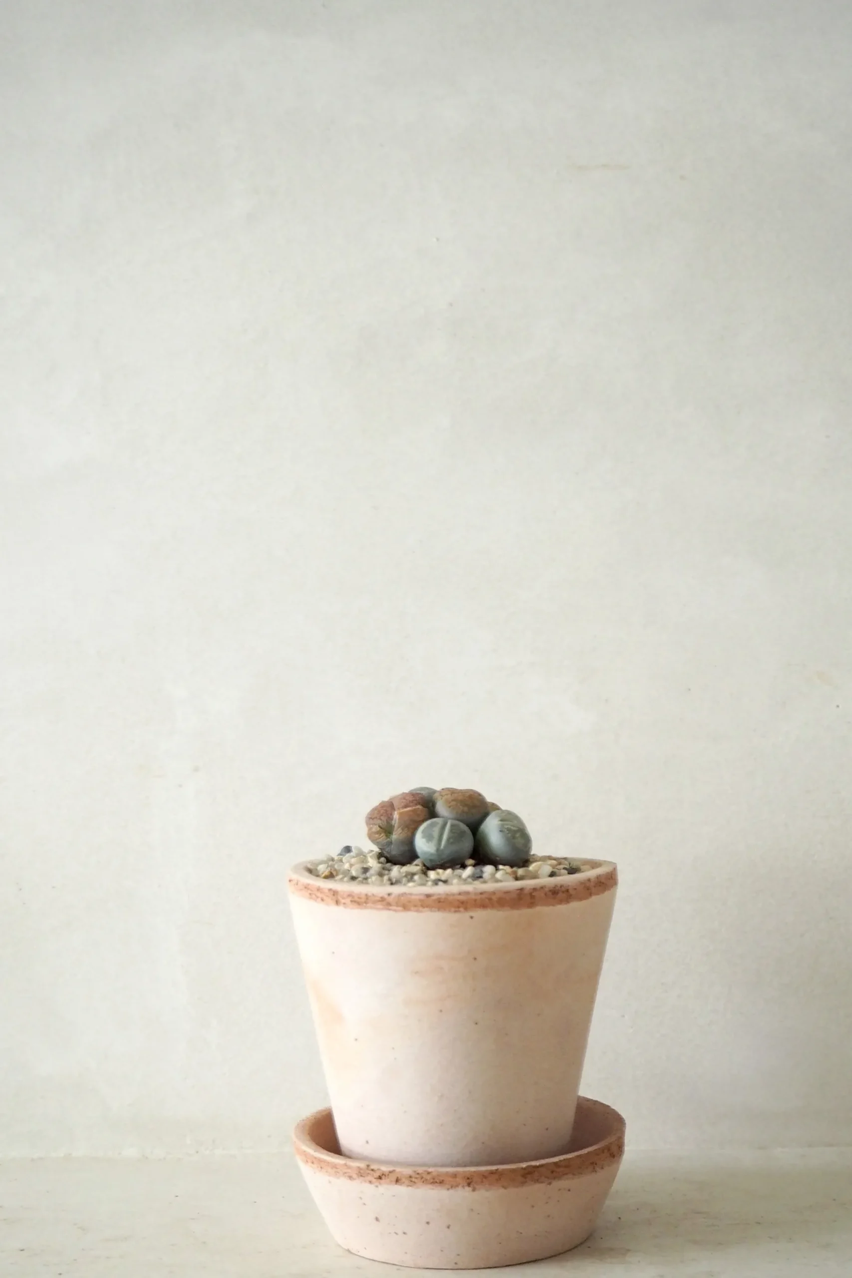 PLANT Levende Sten - mini