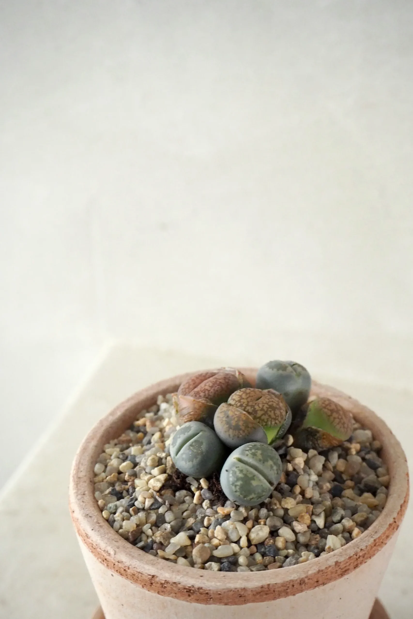 PLANT Levende Sten - mini