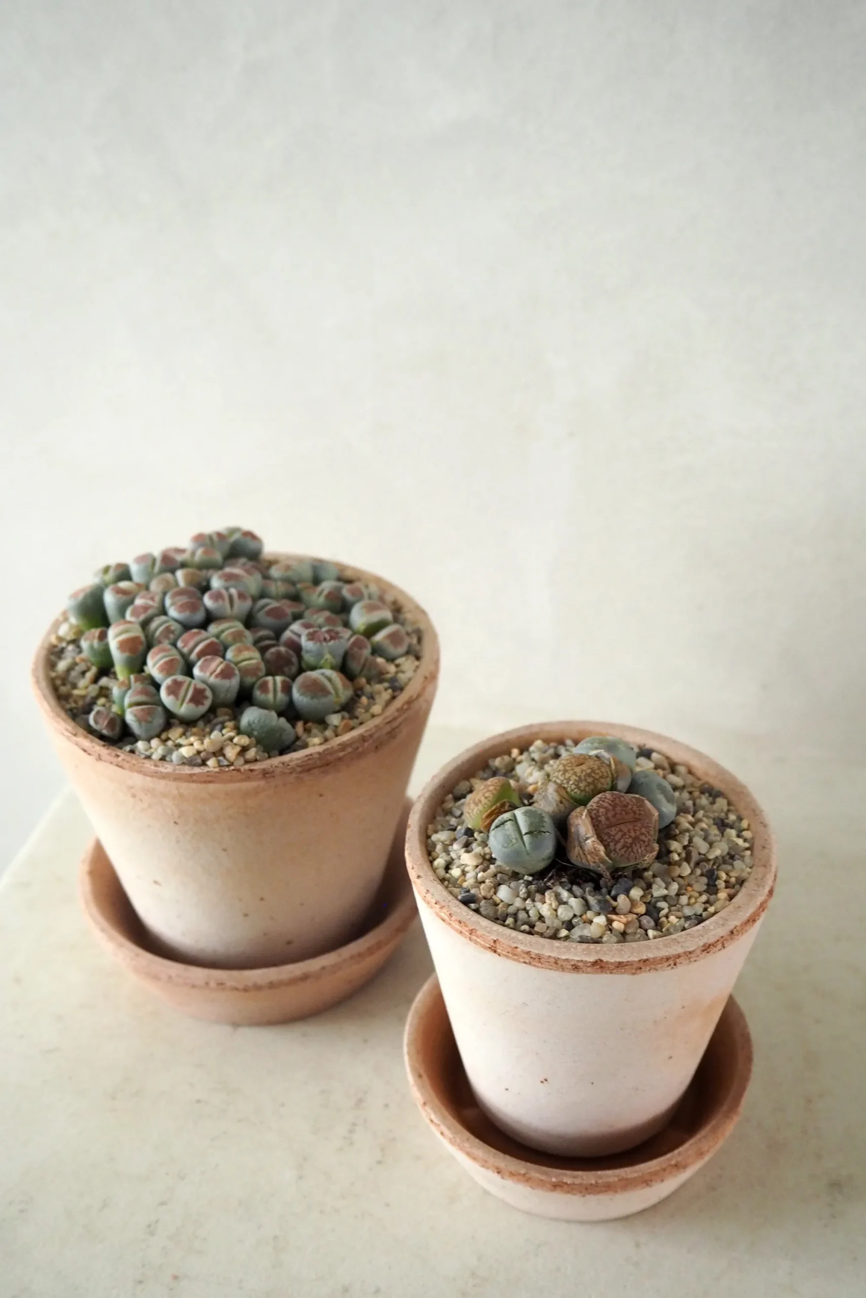 PLANT Levende Sten - mini