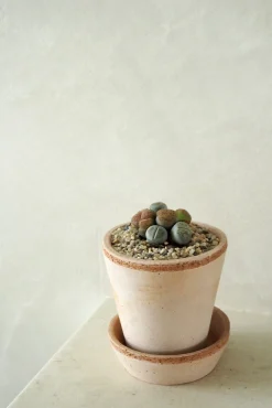 PLANT Levende Sten - mini