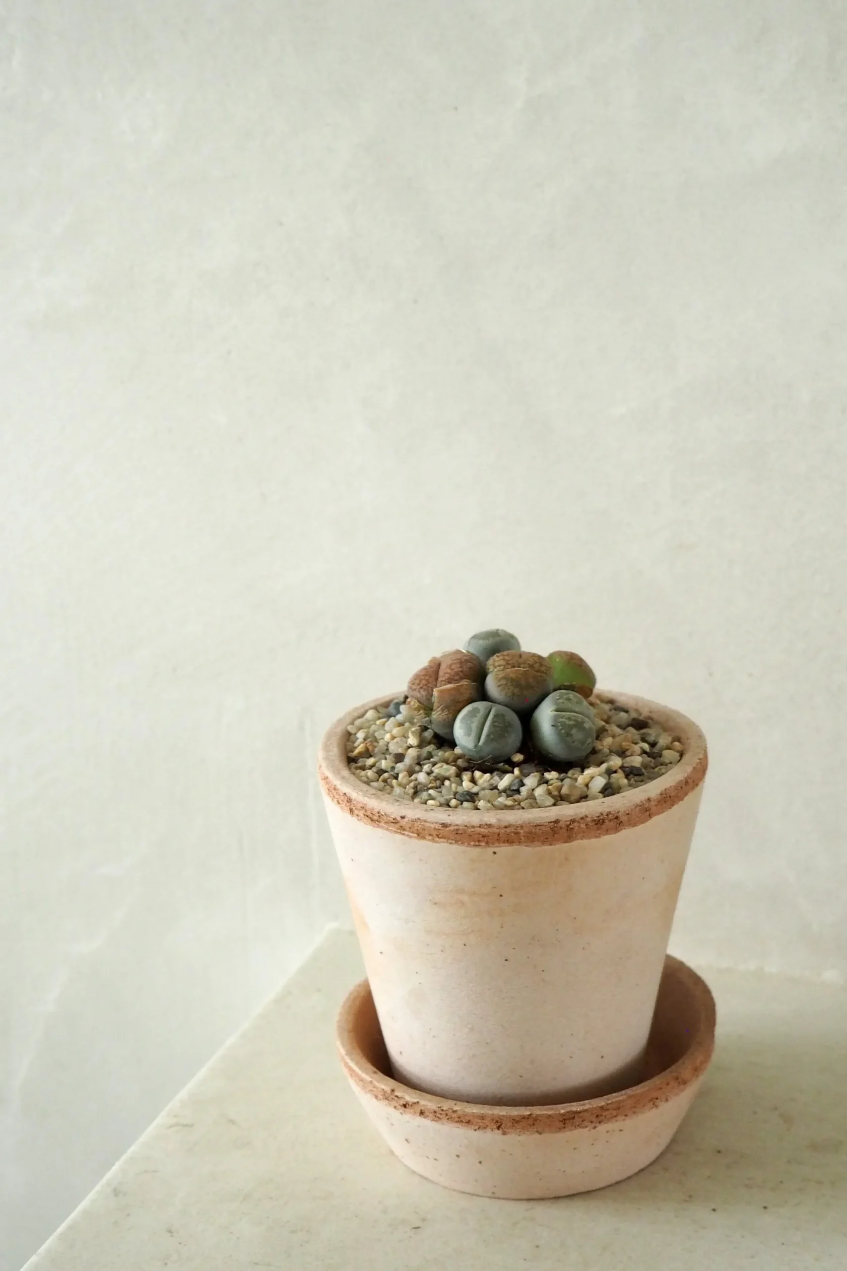 PLANT Levende Sten - mini