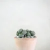 PLANT Levende Sten - Pleiospilos Nelii Green