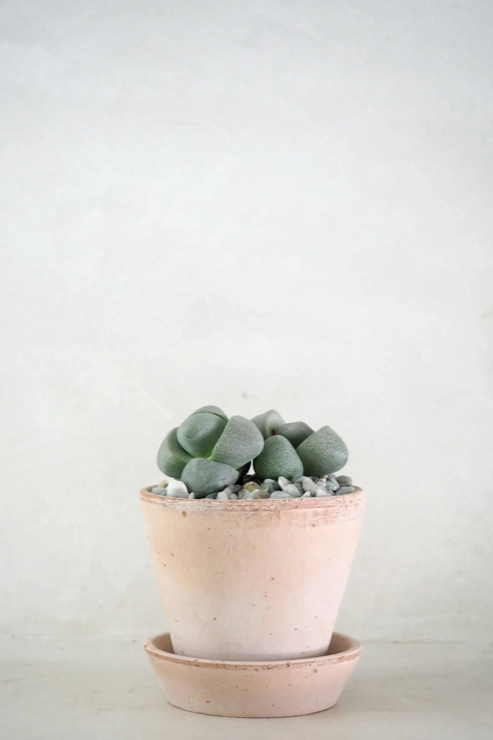 PLANT Levende Sten - Pleiospilos Nelii Green