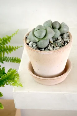 PLANT Levende Sten - Pleiospilos Nelii Green