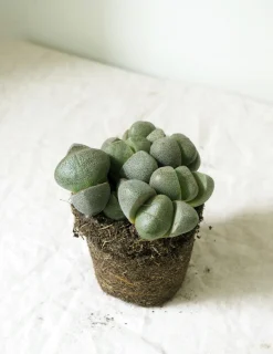 PLANT Levende Sten - Pleiospilos Nelii Green