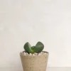 PLANT Levende Sten - Pleiospilos Green, mini Hot
