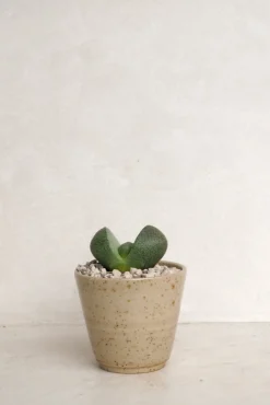 PLANT Levende Sten - Pleiospilos Green, mini Hot
