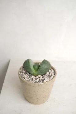 PLANT Levende Sten - Pleiospilos Green, mini Hot