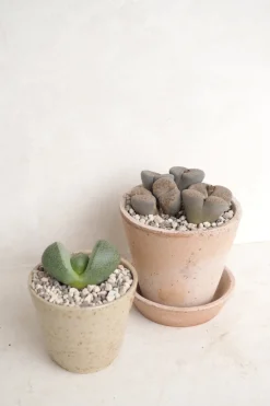 PLANT Levende Sten - Pleiospilos Green, mini Hot