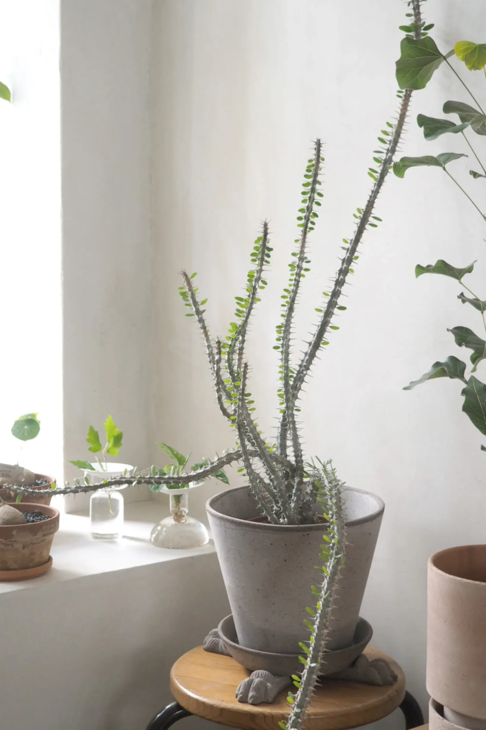 PLANT Løvefødder, grå Discount
