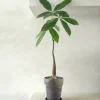 PLANT Lykkekastanje Japandi Online