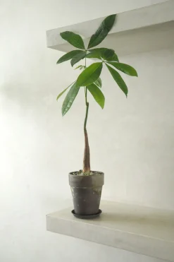 PLANT Lykkekastanje Japandi Online