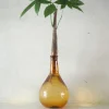 PLANT Lykkekastanje Japandi i glas Sale