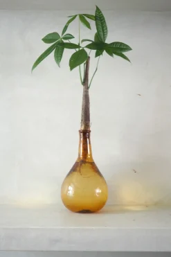 PLANT Lykkekastanje Japandi i glas Sale