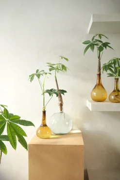 PLANT Lykkekastanje Japandi i glas Sale