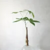 PLANT Lykkekastanje Japandi i glas, stor