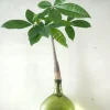 PLANT Lykkekastanje Japandi i glas, grøn Discount