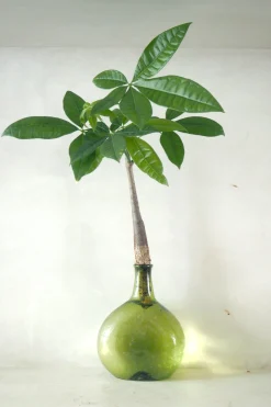 PLANT Lykkekastanje Japandi i glas, grøn Discount
