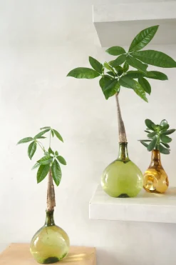 PLANT Lykkekastanje Japandi i glas, grøn Discount