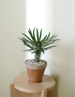 PLANT Madagaskar Palme