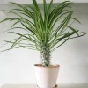 PLANT Madagaskar Palme, stor Best