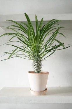 PLANT Madagaskar Palme, stor Best