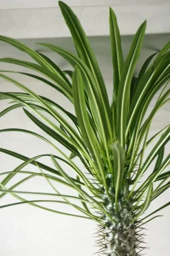 PLANT Madagaskar Palme, stor Best