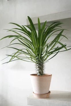 PLANT Madagaskar Palme, stor Best