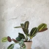 PLANT Maranta Fascinator Sale
