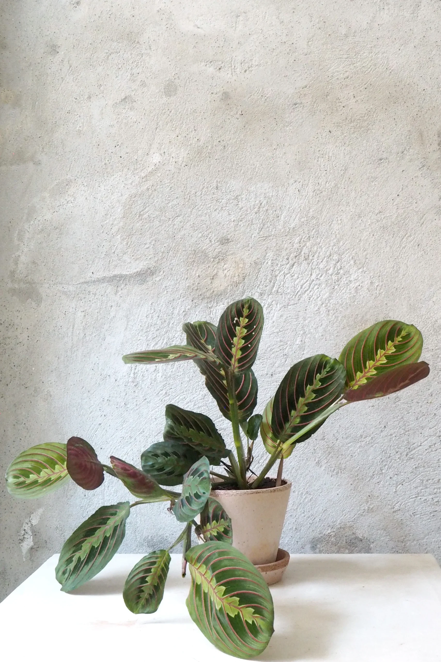 PLANT Maranta Fascinator Sale