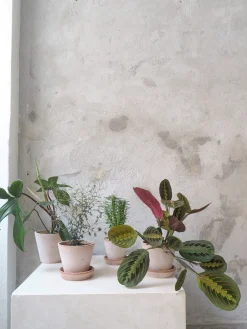 PLANT Maranta Fascinator Sale