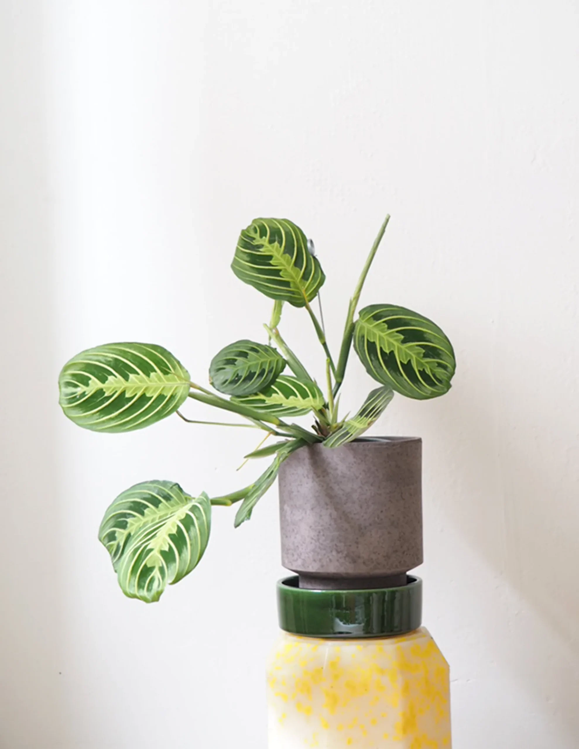 PLANT Maranta lemon lime Best
