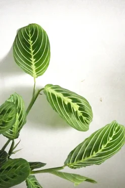PLANT Maranta lemon lime Best