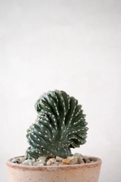 PLANT Marginatocereus Cristata Clearance