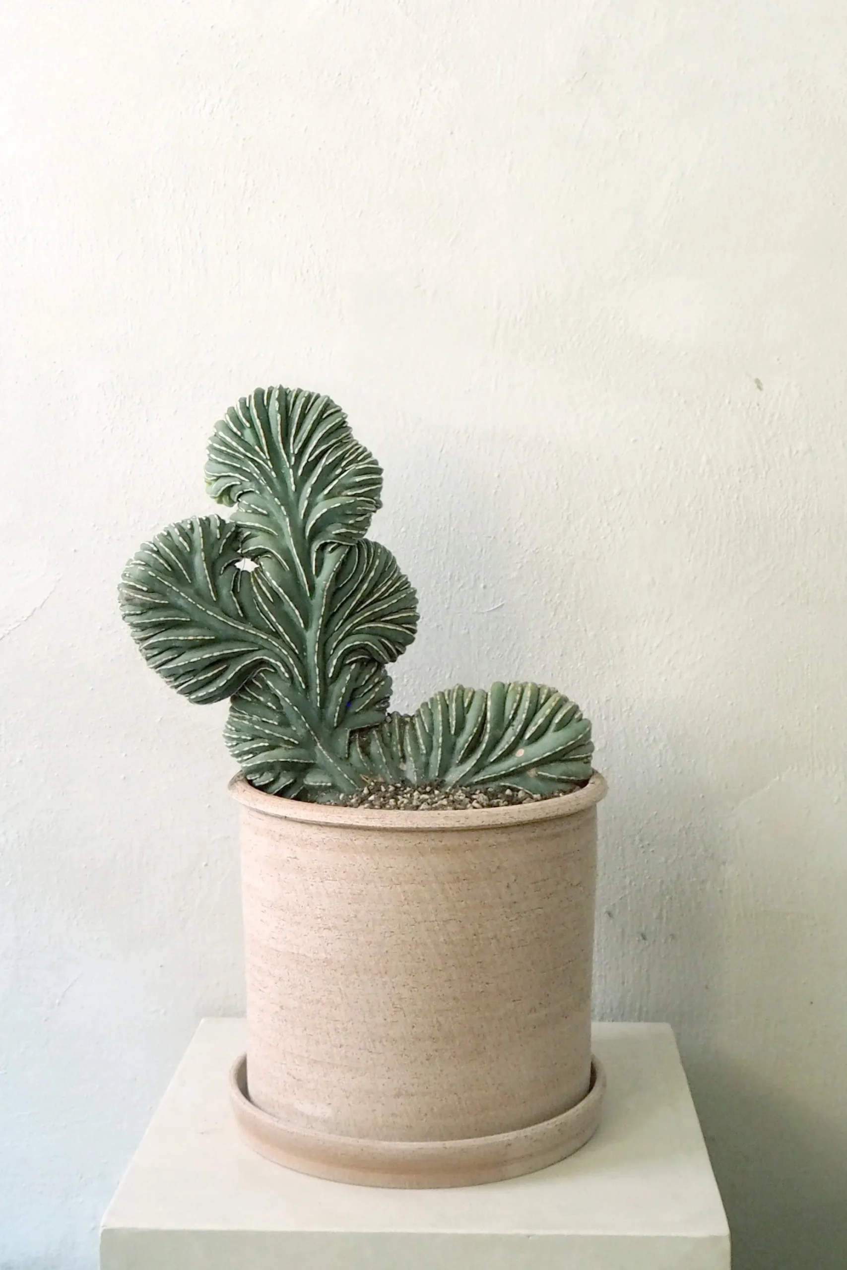 PLANT Marginatocereus Marginatus f. Crestata, Unika XL Outlet