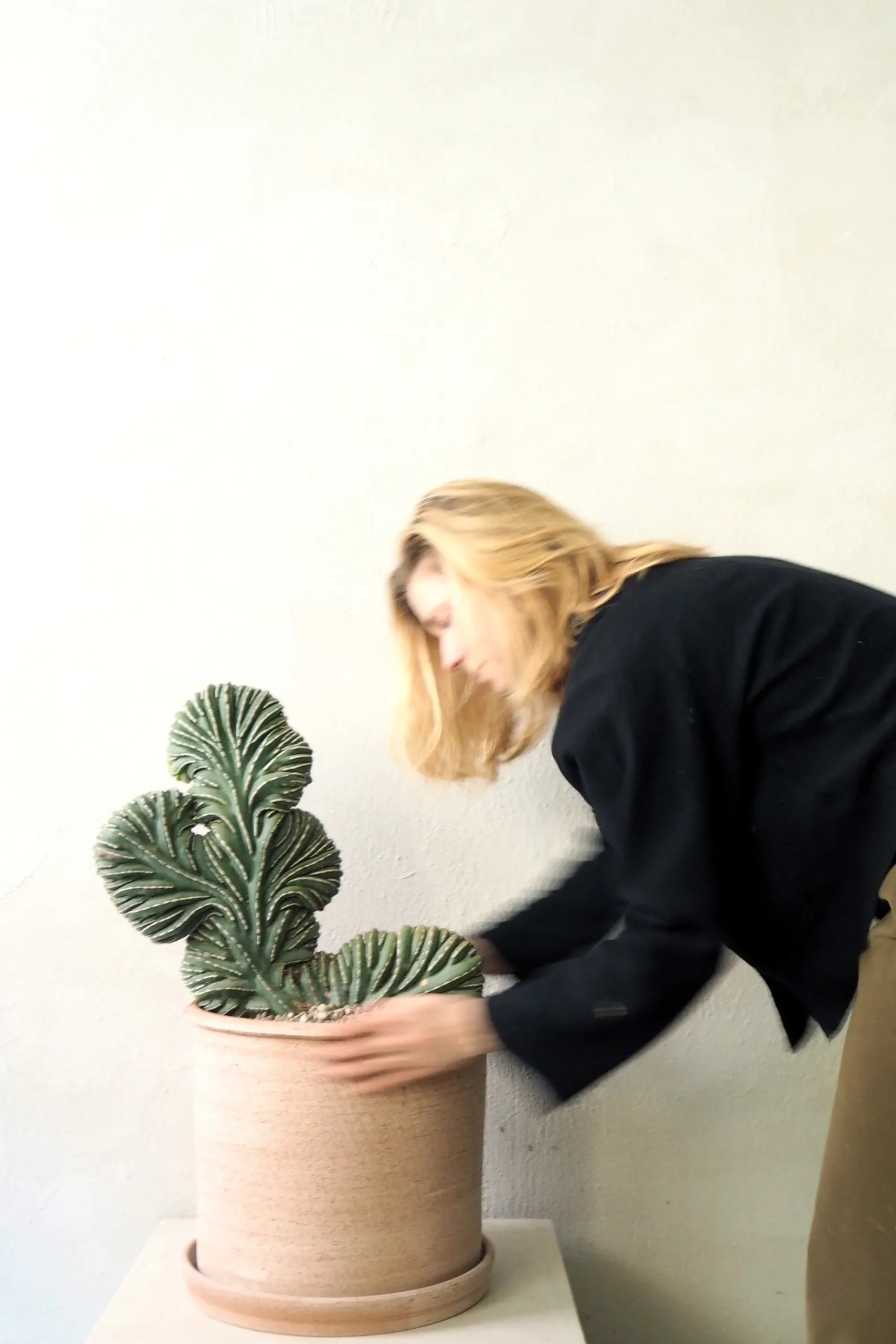 PLANT Marginatocereus Marginatus f. Crestata, Unika XL Outlet