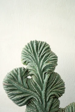 PLANT Marginatocereus Marginatus f. Crestata, Unika XL Outlet