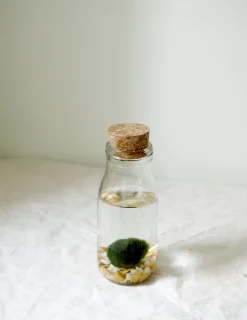 PLANT Marimo Moskugle i flaske Hot
